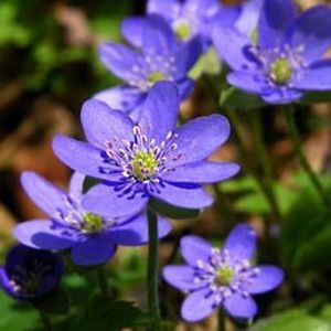 Meet your Posher, Patti